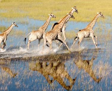 Giraffe